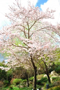 桜情報②　見ごろを迎えています！-9